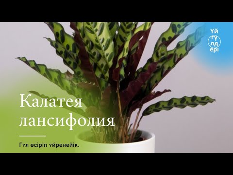 Бейне: Калатеяның бөлме өсімдіктеріне күтім жасау – ішінде жолақты өсімдікті қалай өсіру керек