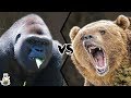 GRIZZLY BEAR VS WESTERN GORILLA - Who would win a fight?