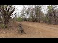 SOUTH AFRICA nyala, wildebeest and more, Kruger n.p. (27 Oct 2015)
