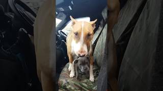 Cute Wow Puppy And English Bull Terrier