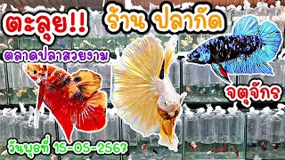 คนเลี้ยง​สัตว์​ EP.233 ตะลุย!! ร้าน​ ปลากัด​สวยงาม​ ตลาดปลาจตุจักร​ #ปลากัด #fish #bettafish​