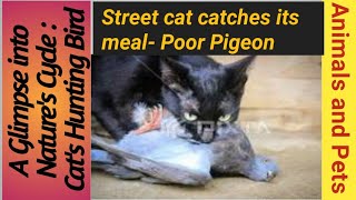 Street cat catches its meal_Survival of the fittest: Witness the cat's hunting instincts in action. by Animals and Pets  106 views 7 days ago 4 minutes, 57 seconds