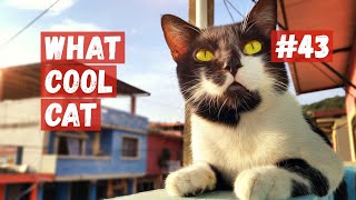 What Cool Cat - Compilation #43 Cool Cats. by What Cool Cat 2,589 views 1 year ago 8 minutes, 10 seconds