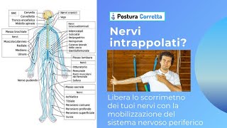 Nervi in trappola? Liberali con PosturaCorretta la Mobilizzazione del sistema nervoso periferico