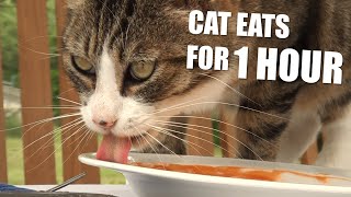 Cat Eats Tomato Sauce for 1 Hour [1.111 SUBS SPECIAL] by The Crazy Cats 1,459 views 3 years ago 1 hour