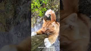 Primus is Scratching Tree Bark : Norwegian Forest Cat #shorts