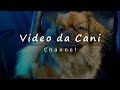 Trailer di video da cani