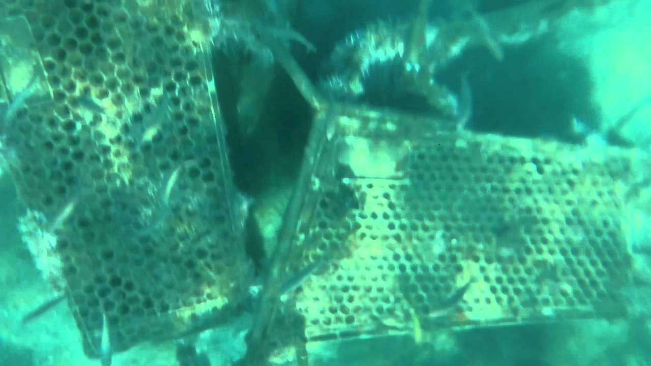 Snorkeling in West Palm Beach YouTube
