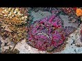 Stonefish  the most venomous fish in the world