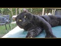 Lynx Hybrid - Black HighLander LYNX ! RARE BIG CAT の動画、YouTube動画。