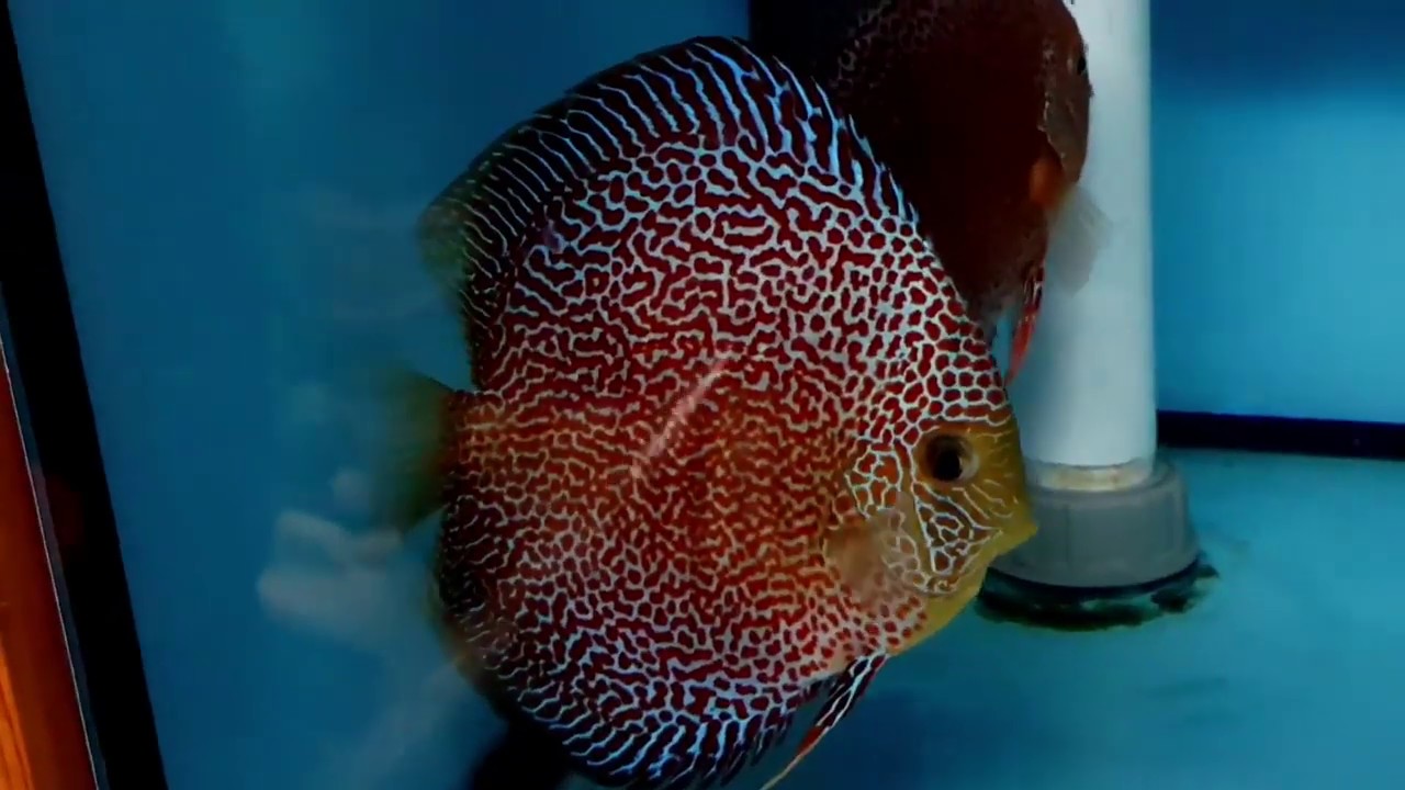 Penang Discus Pair by Chens Discus YouTube