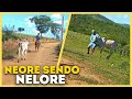 MEU BEZERRO NELORE FUGIU!! PEGAMOS Á CAVALO!