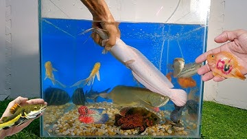 Video tổng hợp cá cảnh đẹp, cá trê, cá rồng, cá la hán, cá săn mồi, động vật dưới nước