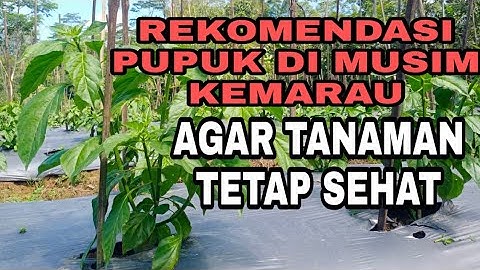 TANAMAN TETAP SEHAT WALAUPUN DI MUSIM KEMARAU