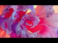 命の別名 Inochi no Betsumei — 中島みゆき Miyuki Nakajima (Lyrics English Translation 英訳 歌詞付き)