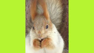 Белка крупным планом ест орехи  Squirrel closeup eating nuts