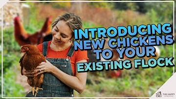 Growing Your Flock? Master the Art of Welcoming New Chickens with Confidence!
