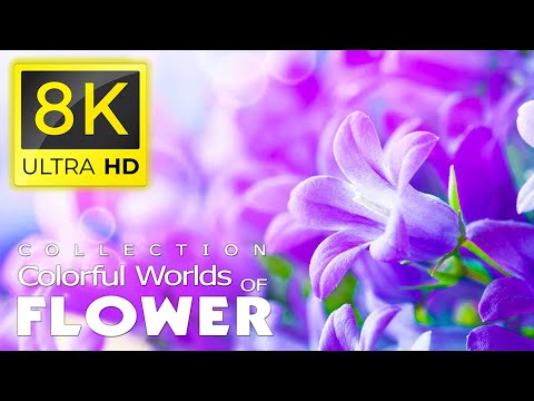 FLOWER WORLD Collection of Colorful Flower Worlds and Relaxing Piano Music