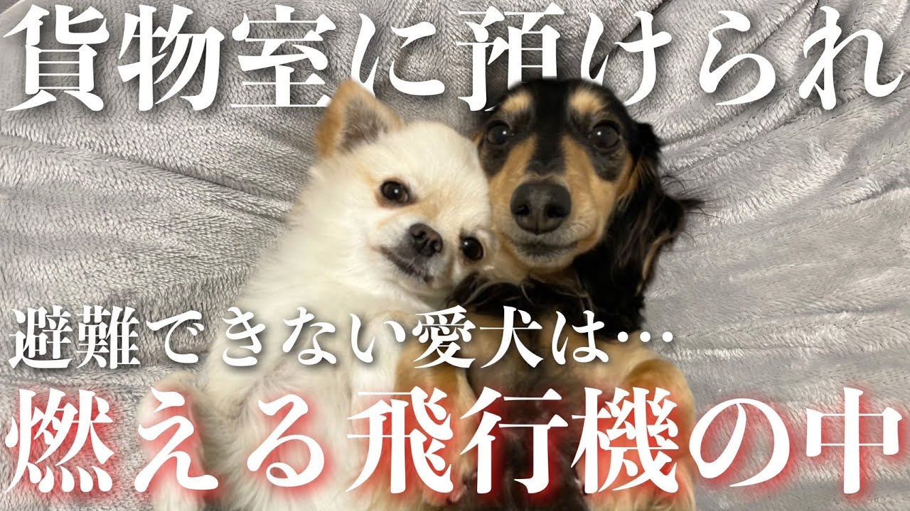 【犬いる飛行機炎上⁉︎】自分たちなりの考えや感想をまとめてみたら・・・【羽田空港飛行機衝突事故】