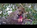 Leopard Has A Snack In A Tree