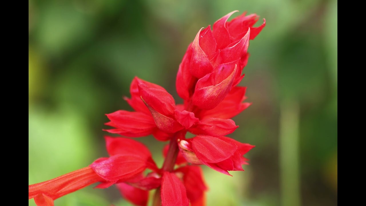 マクロ ？お花畑