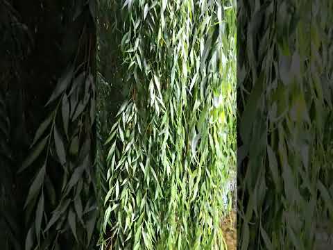 Weeping Willow in the River Fils in Uhingen Germany.  Part. 10 #germany #nature #travel #explorer