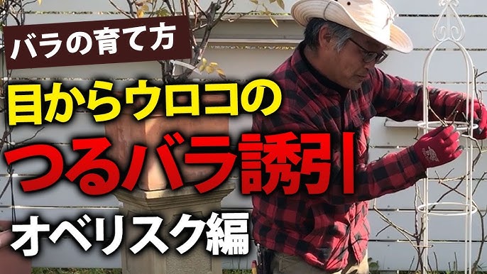冬剪定 一季咲き つるバラの剪定 初めての方にもわかりやすいイラスト解説 Youtube 冬剪定 一季咲き つるバラの剪定 初めての方にもわかりやすいイラスト解説 Youtube