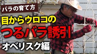 【バラの育て方】冬のバラ管理のコツ♪つるバラの誘引オベリスク編（2020/12/18）