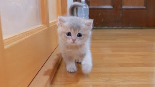 When a kitten is dissatisfied, it always comes to its owner and meows, the kitten is too cute...