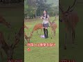 ヨーロッパの観光客が衝撃を受ける 🦌❣️🫎