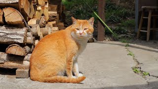 野良猫にちゅーる　240507