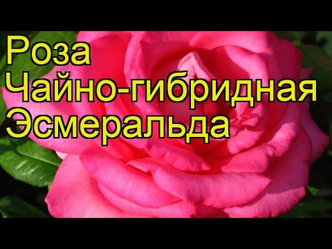 Роза эсмеральда фото и описание отзывы