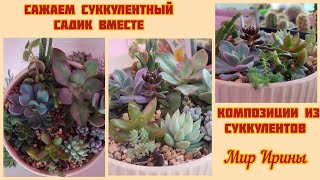 #мояколлекция Сажаем суккулентные садики вместе | Композиции из суккулентов ●☆▪︎☆▪︎☆