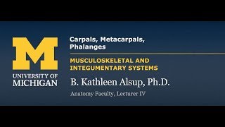 Skeletal System: Upper Limb - Carpals, Metacarpals, Phalanges