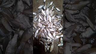 pit fishing method #shortvideo #youtube #video - गड्ढे में मछली पकड़ने की विधि