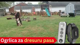 Ogrlica Za Dresuru Pasa