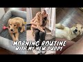 Morning routine with my energetic new golden retriever
