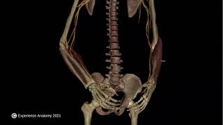 Tennis & Golfers Elbow