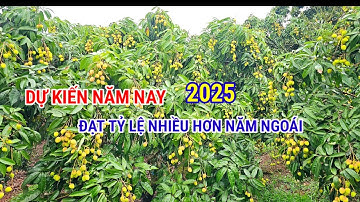 THĂM QUAN VƯỜN VẢI U HỒNG SỚM NHÀ ANH TỶ PHÚ TẠI HỒNG GIANG