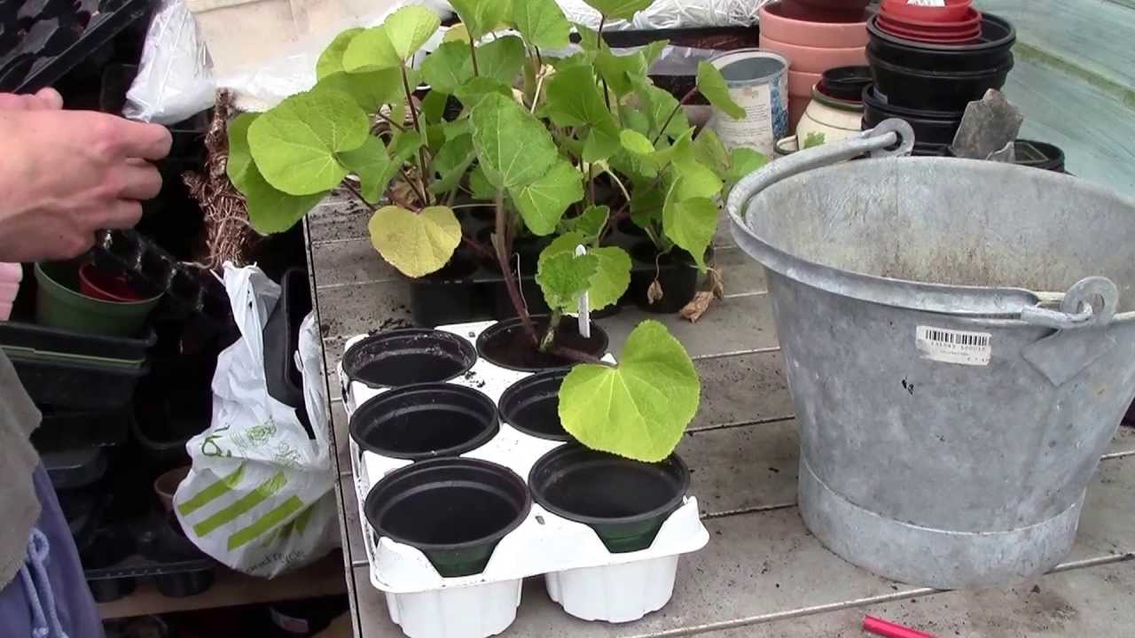 How To Plant Hollyhock - YouTube