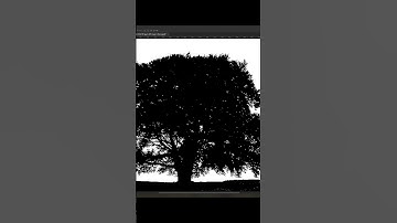 Trees Selection Photoshop Tutorial #shorts #photoshop