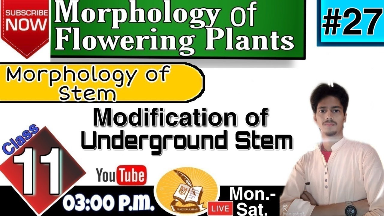 Modification of Underground Stem Part 27 Class 11 Stem