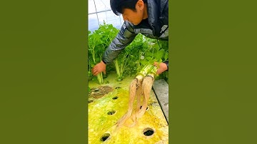 Hydroponic celery #satisfying #shortsvideo