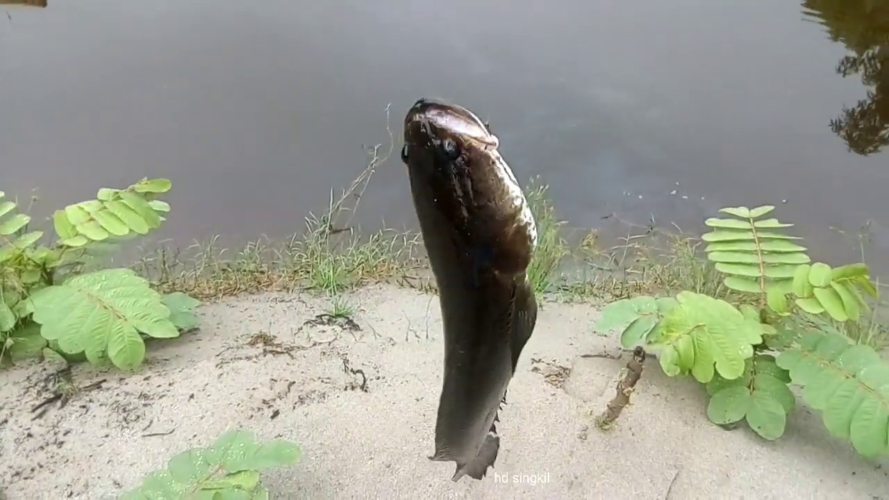 Dapat ikan tomang  YouTube