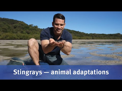 Stingrays – animal adaptations