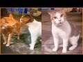 ليه القط صاوى كان عايز يضرب جمعة خناقة صاوى وجمعة ليه القط صاوى كان عايز يضرب جمعة خناقة صاوى وجمعة