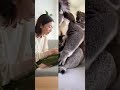 「イヤイヤ」してる猫が可愛すぎる瞬間|ネコおもしろショート動画集6選 #funnyvideo #funnyanimals