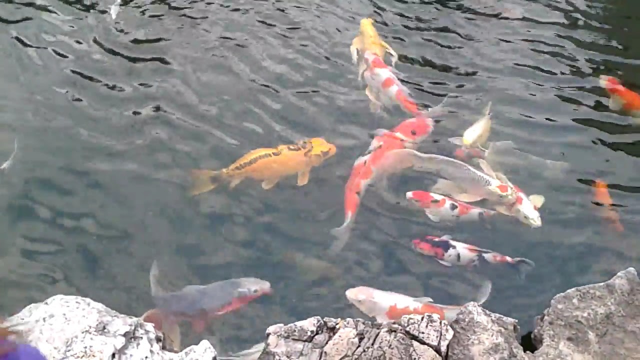 The biggest koi ever!!! - YouTube