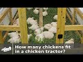 How Many Chickens Per Chicken Tractor?