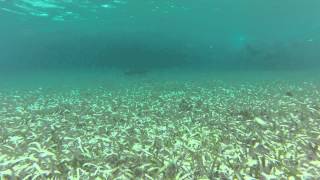 Belize Snorkeling 2015